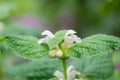 Balm-leaved archangel Lamium orvala alba, white flowering